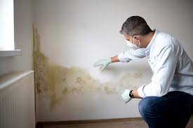 Best Mold Odor Removal Services  in Rochester, WA